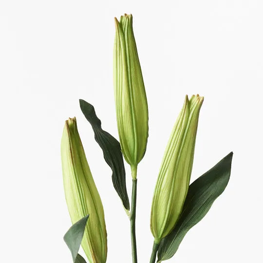 Lily Casablanca Buds Green 80cml