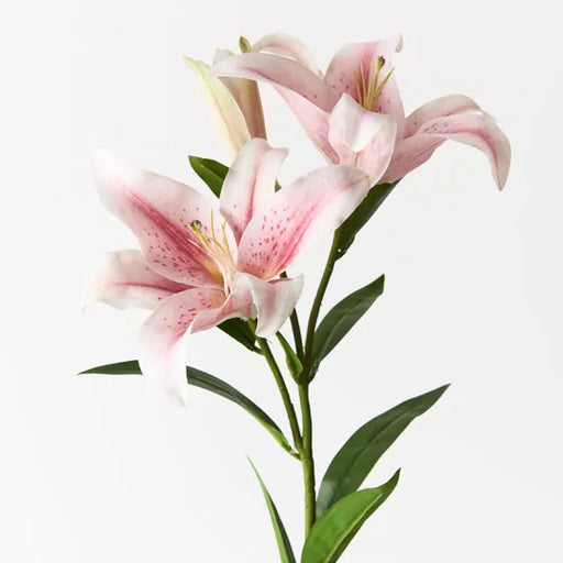 Lily Asiatic Light Pink 87cml