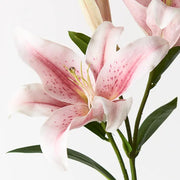 Lily Asiatic Light Pink 87cml