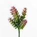 Sedum Sandflower Green Pink 20cml