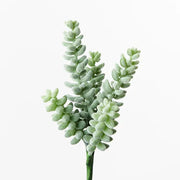 Sedum Sandflower Grey Green 20cml