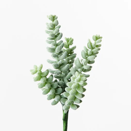 Sedum Sandflower Grey Green 20cml