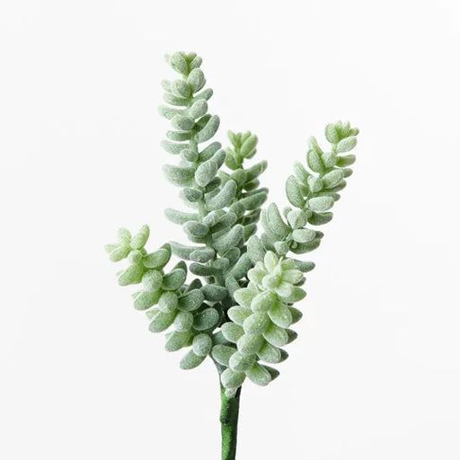 Sedum Sandflower Grey Green 20cml