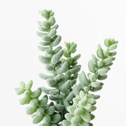 Sedum Sandflower Grey Green 20cml