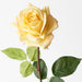 Rose Hannah Yellow 75cml