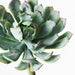 Succulent Green Mauve 18cml