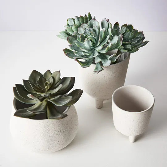 Succulent Green Mauve 18cml