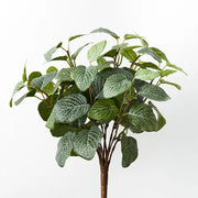 Fittonia Bush Green 38cml x 30cmw