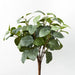 Fittonia Bush Green 38cml x 30cmw