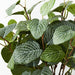 Fittonia Bush Green 38cml x 30cmw