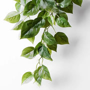 Philodendron in Pot Green 70cml