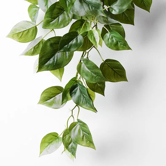 Philodendron in Pot Green 70cml