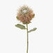 Protea Leucospermum Hybrid Light Pink 58cml
