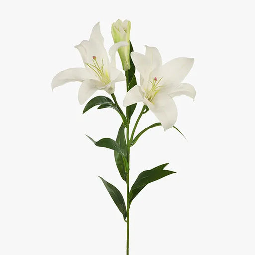 Lily Asiatic White 87cml