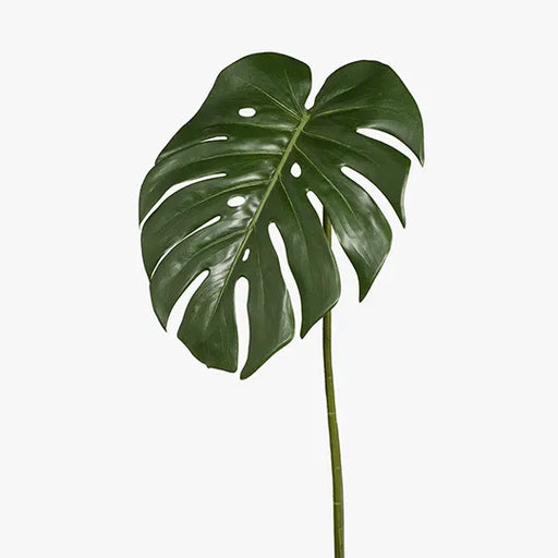 Monstera Leaf Green 80cml