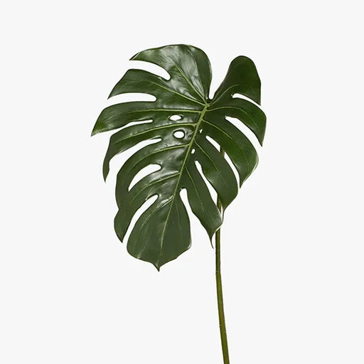 Monstera Leaf Green 85cml