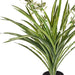 Spider Plant in Pot Green White 40cmh