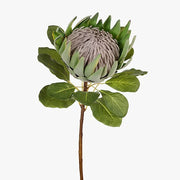 Protea King 72cml – thumbnail