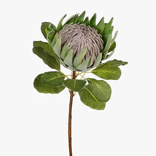 Protea King 72cml