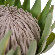 Protea King 72cml – thumbnail