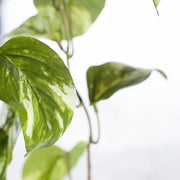Pothos Marble Hanging Bush Variegated 91cml – thumbnail