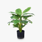 Calathea Plant Green 50cmh – thumbnail