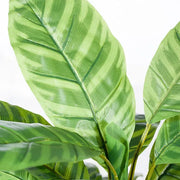 Calathea Plant Green 50cmh – thumbnail