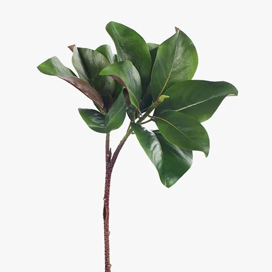 Magnolia Leaf Spray Green 83cml