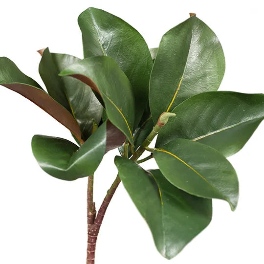 Magnolia Leaf Spray Green 83cml