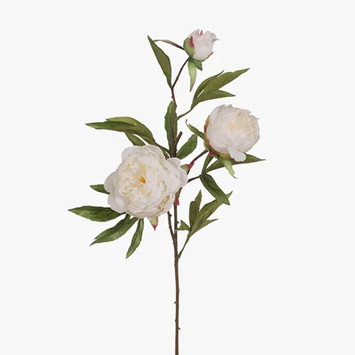 Peony x3 White 74cml