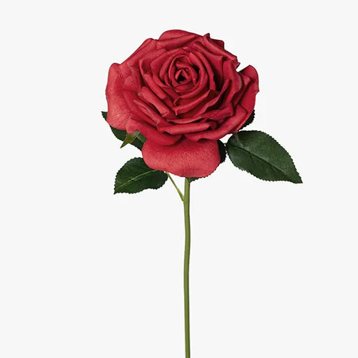 Rose Bella Red 37cml