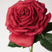 Rose Bella Red 37cml