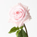 Rose Hannah Light Pink 75cml