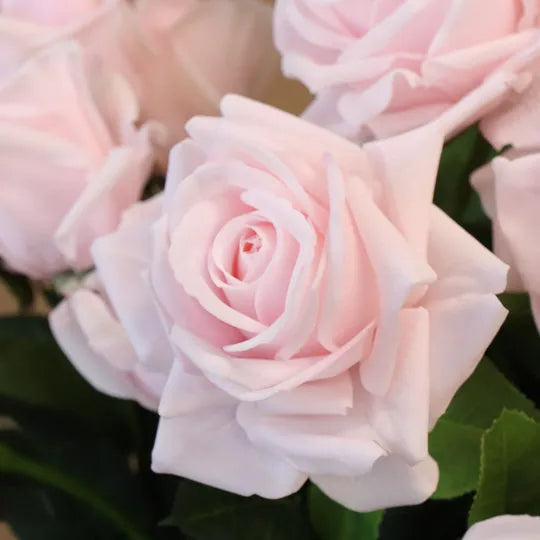 Rose Hannah Light Pink 75cml