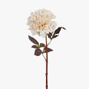 Dahlia Ivory 57cml – thumbnail
