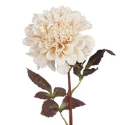 Dahlia Ivory 57cml – thumbnail