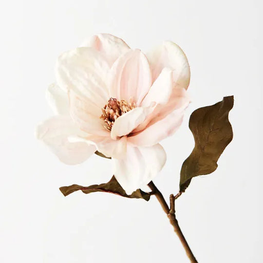 Magnolia Cream 66cml