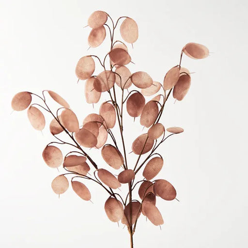 Honesty Spray Brown 73cml