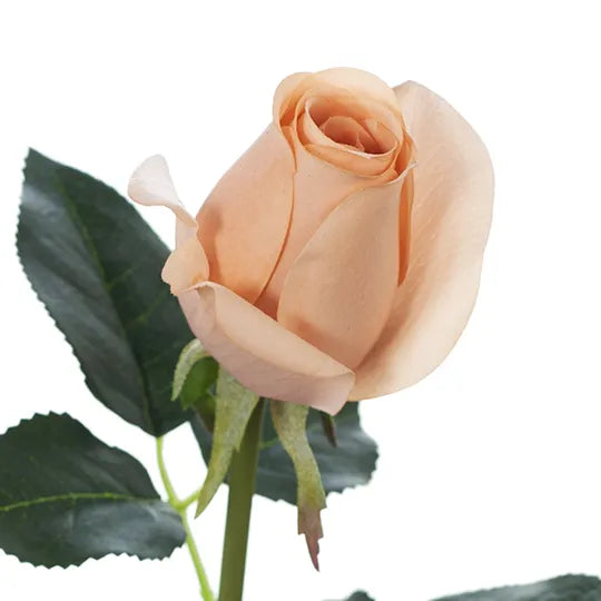 Rosebud Bella Blush 37cml