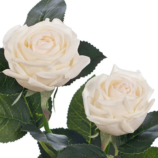 Rose Ariel Spray Ivory 38cml