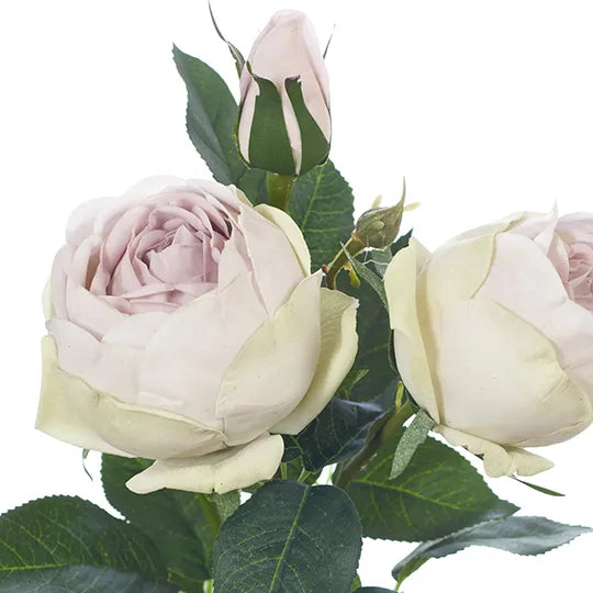 Rose Adele Spray Lavender Frost
