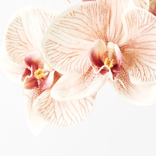 Orchid Phalaenopsis Infused x6