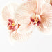 Orchid Phalaenopsis Infused x6