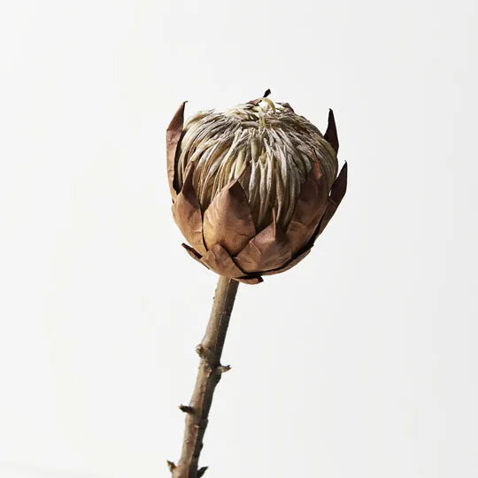 Protea King Brown 51cml