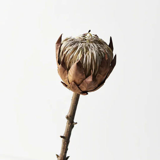 Protea King Brown 51cml