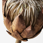 Protea King Brown 51cml