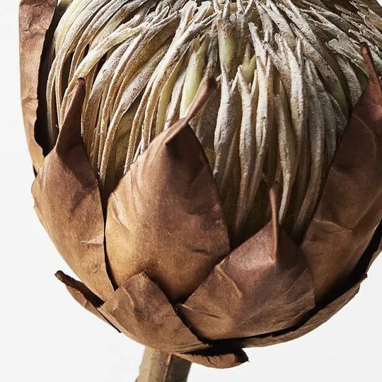 Protea King Brown 51cml