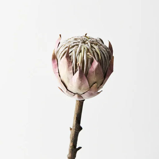 Protea King Mauve 51cml