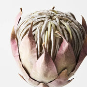 Protea King Mauve 51cml – thumbnail