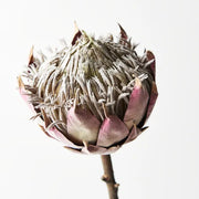 Protea King Mauve 66cml